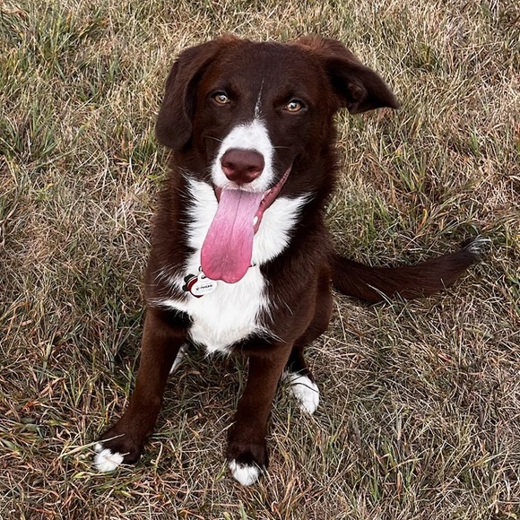 Meet your Posher; ✨Just1_4You✨ - Picture 6 of 10